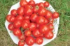 Cherry tomatoes - Washington Cherry