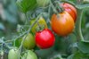Tomatoes - Azure