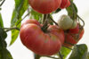 Tomatoes - Gréoux