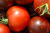 Tomatoes - Alki Blue Blood