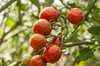 Cherry tomatoes - Ambrosia Giant