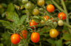 Cherry tomatoes - Ambrosia Gold