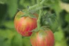 Cherry tomatoes - Pink Bumble Bee