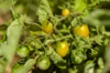 Cherry tomatoes - Bosque Green Cherry