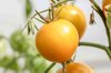 Tomatoes - Esmeralda Golosina