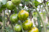 Tomatoes - Green Zebra Arizona Hawai Strain