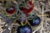 Cherry tomatoes - Cascade Village Blue