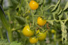 Cherry tomatoes - Lemon Drop