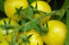 Cherry tomatoes - Lemon Drop