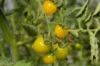 Cherry tomatoes - Lemon Drop