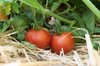 Tomatoes - Moravsky Div