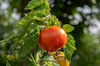 Tomatoes - Aurora