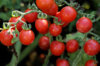 Cherry tomatoes - Barbaniaka