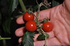 Cherry tomatoes - Barbaniaka