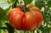 Tomatoes - Marmande