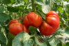 Tomatoes - Marmande