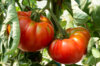 Tomatoes - Marmande