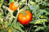 Tomatoes - Perestroika