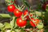 Cherry tomatoes - Tommy Toe