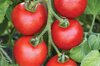 Tomatoes - Ailsa Craig