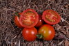 Cherry tomatoes - Cherry Delight