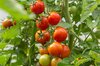 Cherry tomatoes - Muchacha