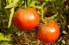 Tomatoes - Royal Purple
