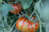 Tomatoes - Pink Berkeley Tie Dye