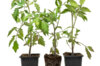 Tomatoes - Andean Red Tomato AB plants