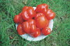 Tomatoes - Liberty Bell