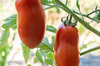 Tomatoes - Oroma