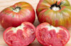 Tomatoes - Orenburg Giant