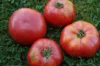 Tomatoes - Orenburg Giant