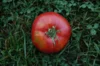 Tomatoes - Orenburg Giant