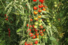 Cherry tomatoes - Peacevine