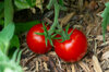 Tomatoes - Popovich