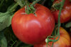 Tomatoes - Red Siberian