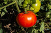 Tomatoes - Saint Pierre