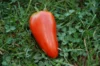 Tomatoes - Mexican