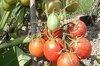 Tomatoes - Salad Master