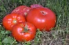 Tomatoes - Schilling Giant Oxheart 