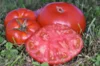 Tomatoes - Schilling Giant Oxheart 