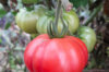 Tomatoes - Zakopane