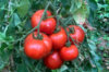 Tomatoes - Red Brandywine