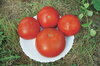 Tomatoes - Red Brandywine