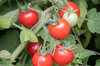 Cherry tomatoes - Cherry Chadwick