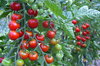 Cherry tomatoes - Zuckertraube