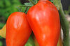 Tomatoes - San Marzano Redorta