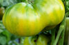 Tomatoes - Grub's Mystery Green