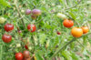 Cherry tomatoes - Blue Pitts